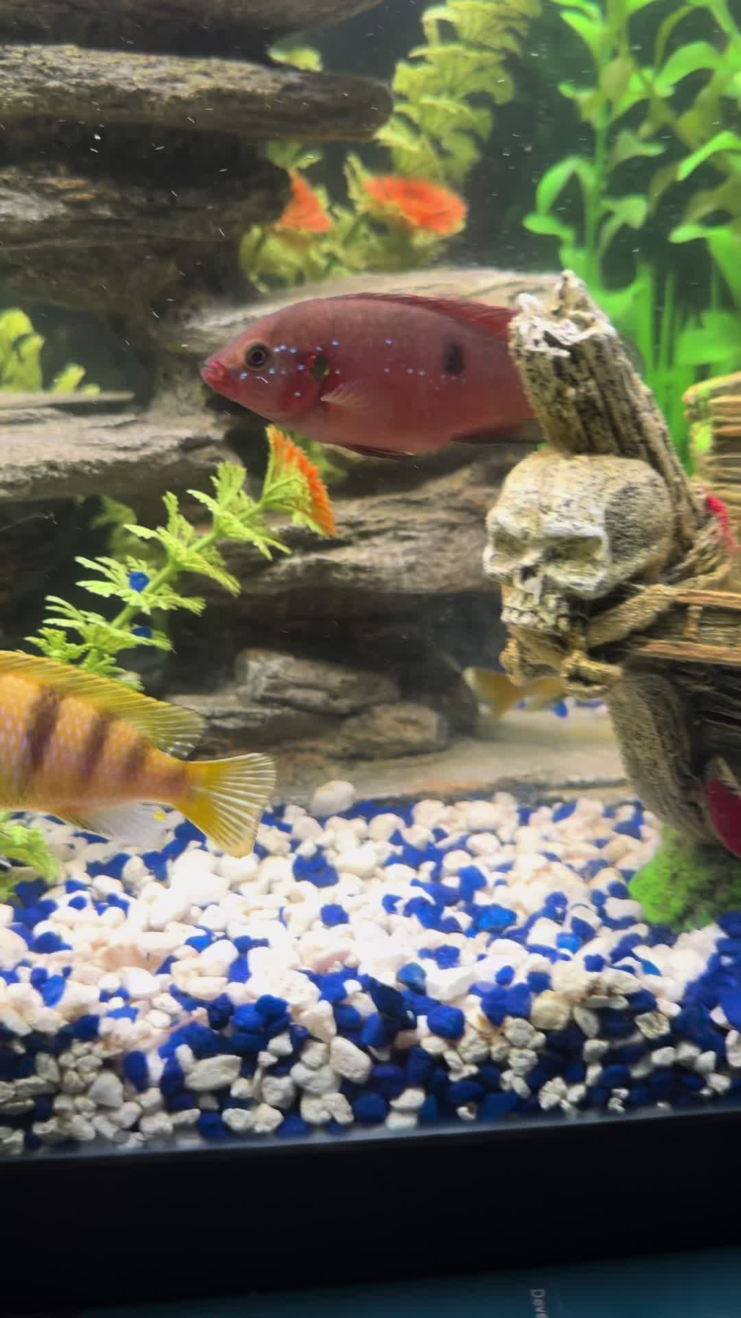 @Cichlid Chief