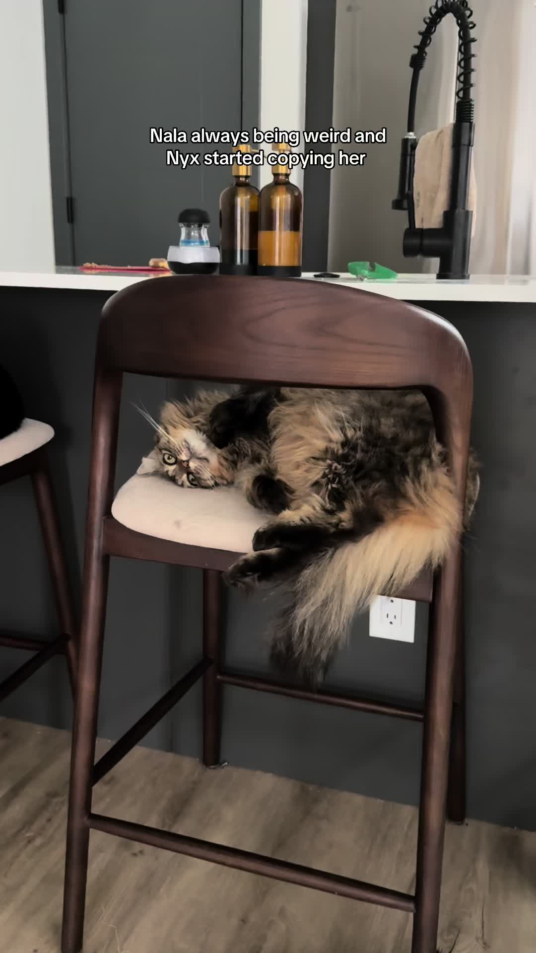 @CatLadySadie