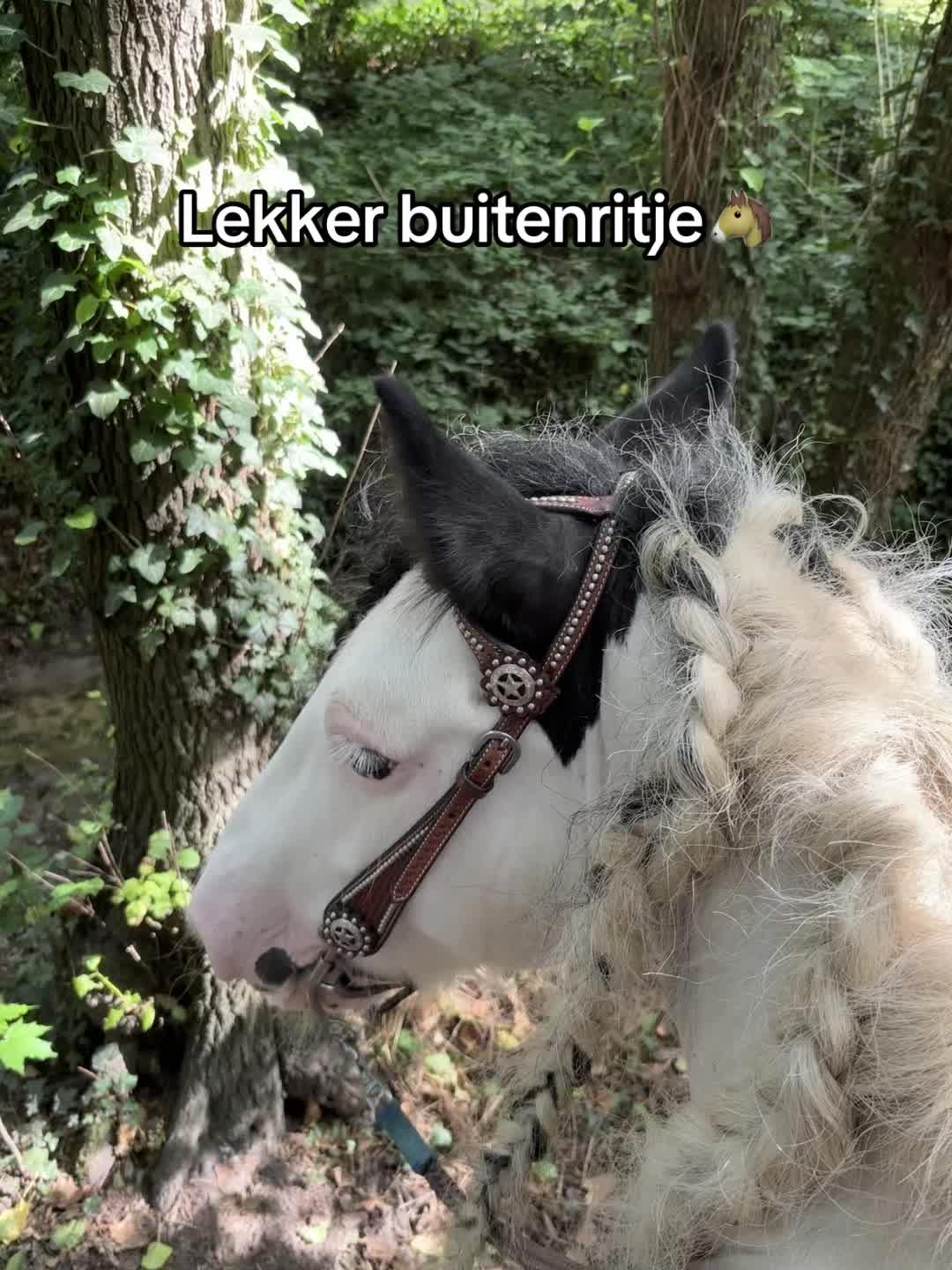 @Syrche Cordewener