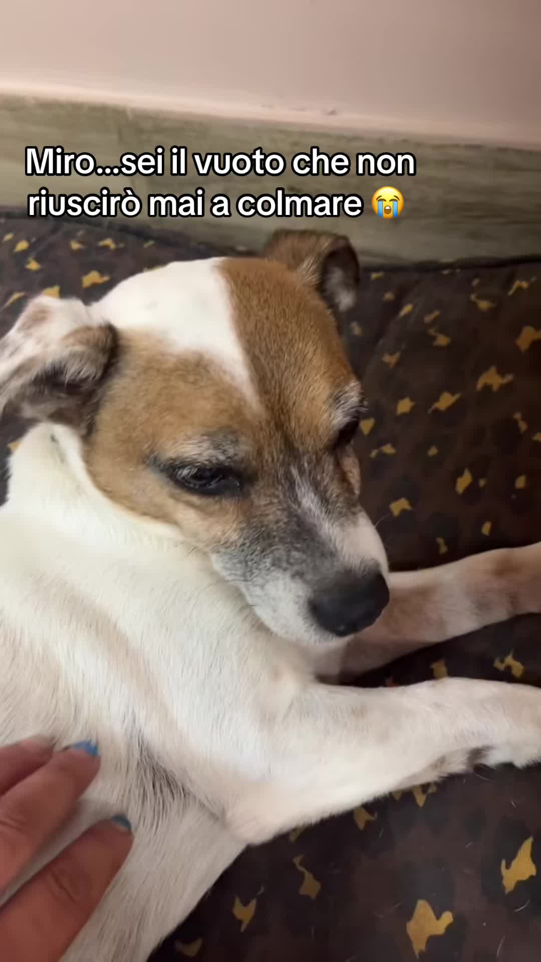 @Tanya Volontaria Animalista