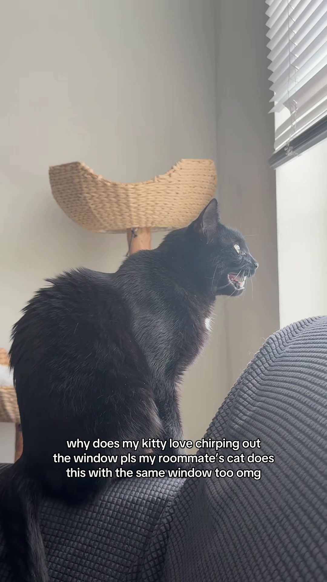 @kelly🦇