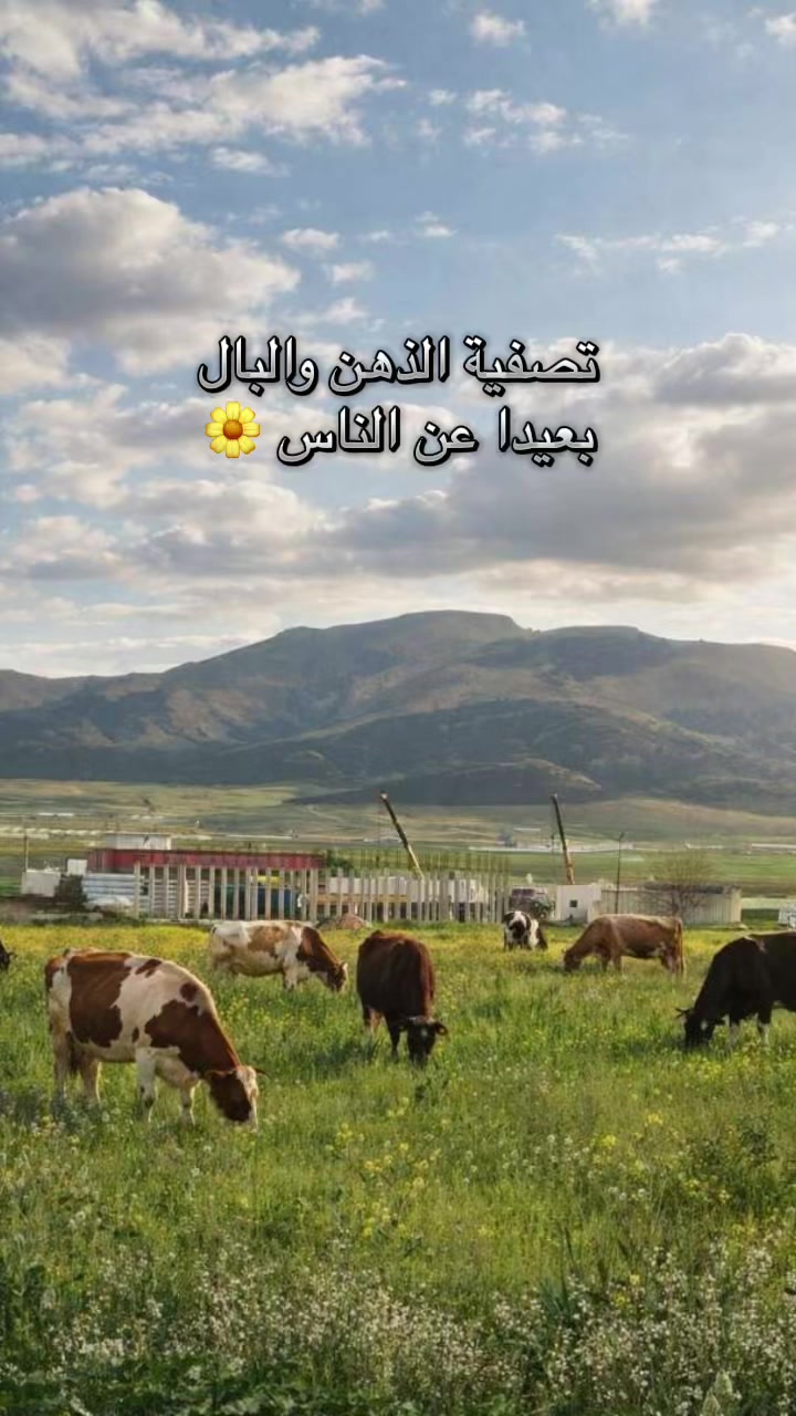 @👑المًسًرًارًةً👑