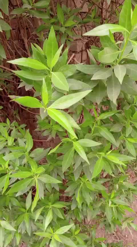 @iqra, Chaudhary