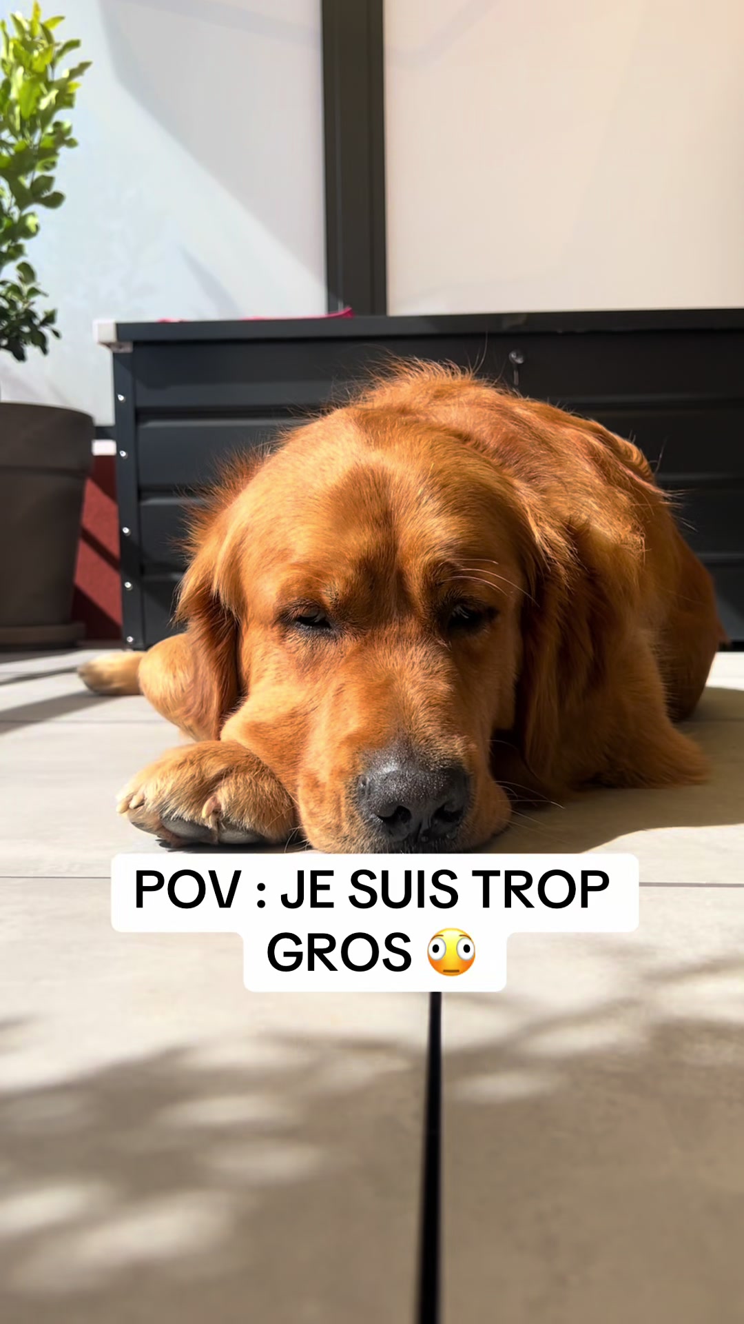 @Uggy Le Golden 🐶