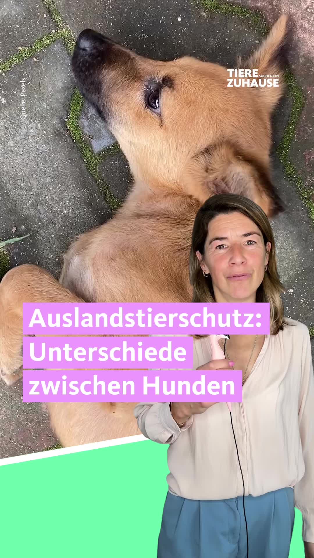 @Tiere suchen ein Zuhause