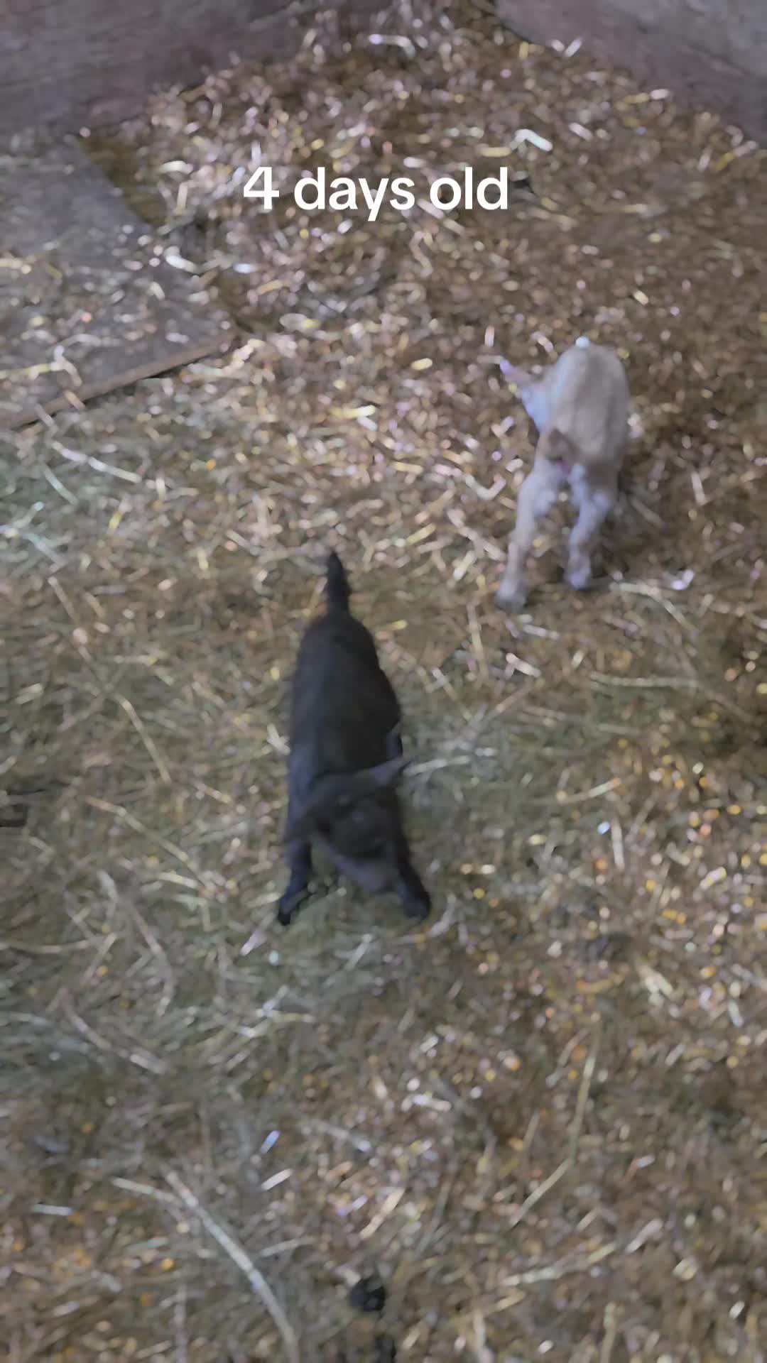 @Wikid Ranch Homestead & Apoth