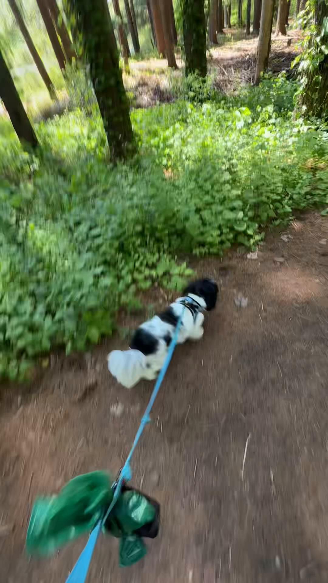 @PawsOnTrailsCT
