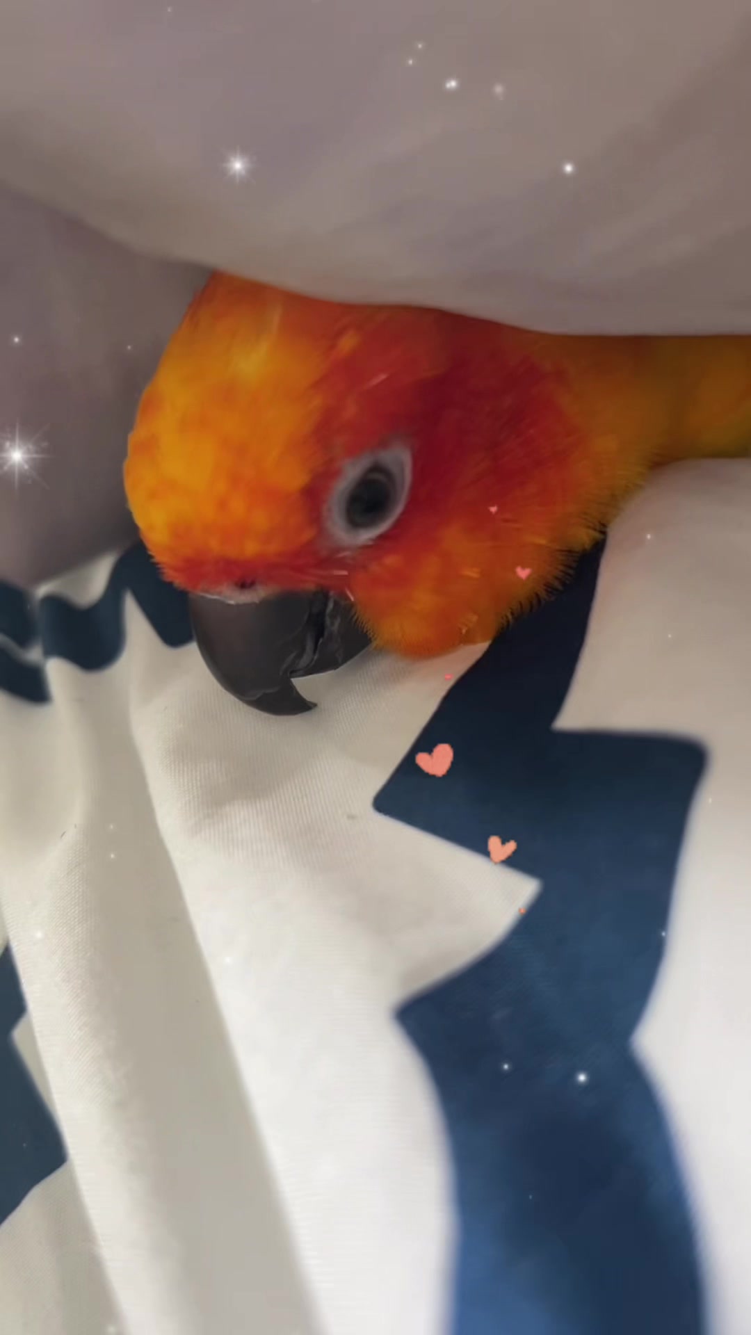 @Suncheepo🦜