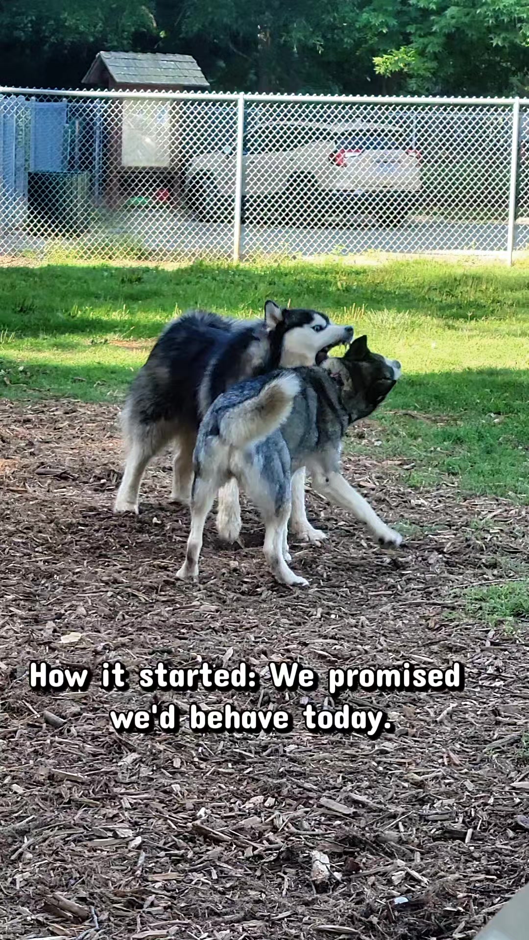 @the Hussey Husky
