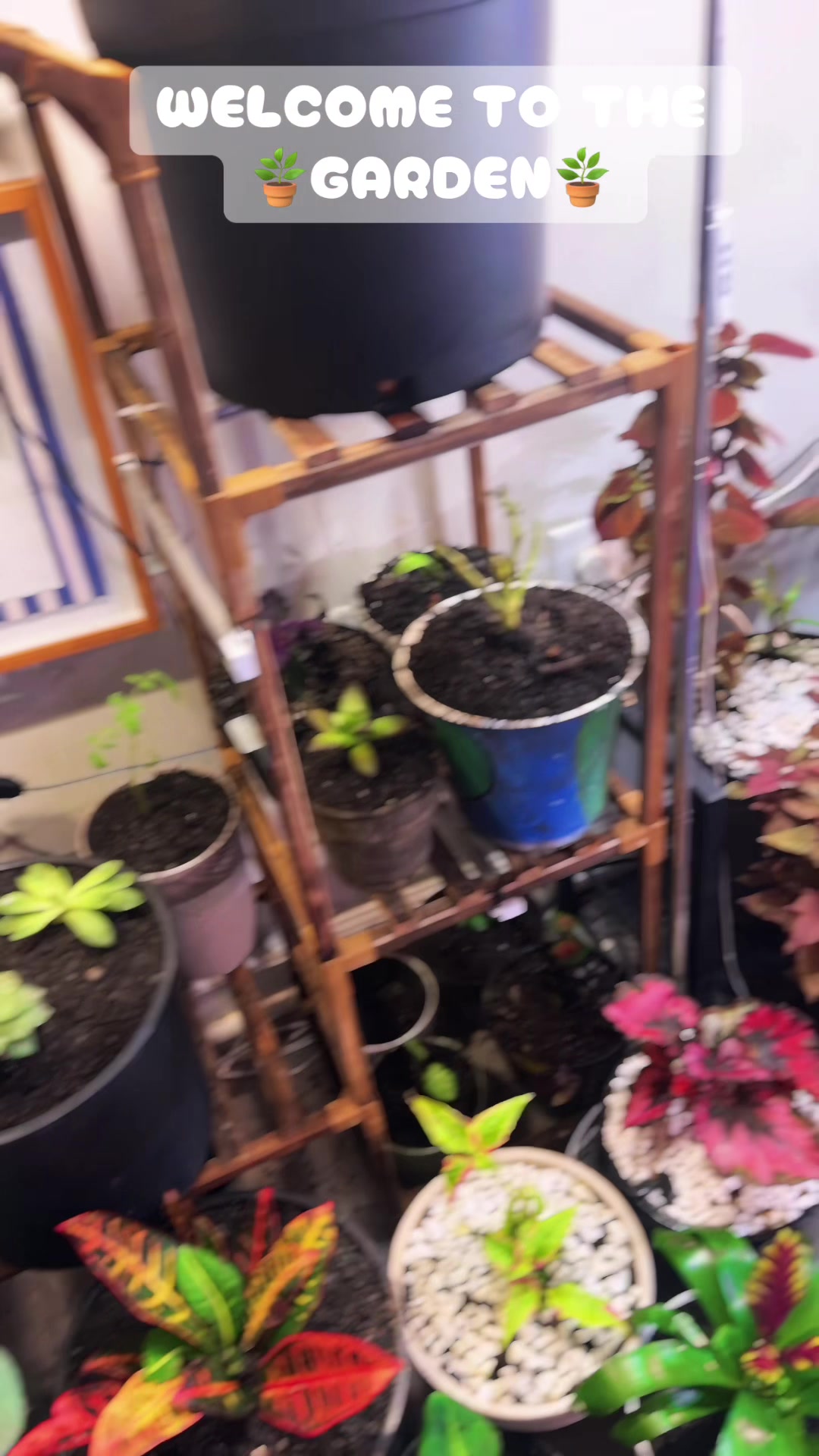 @Plant daddy Sir