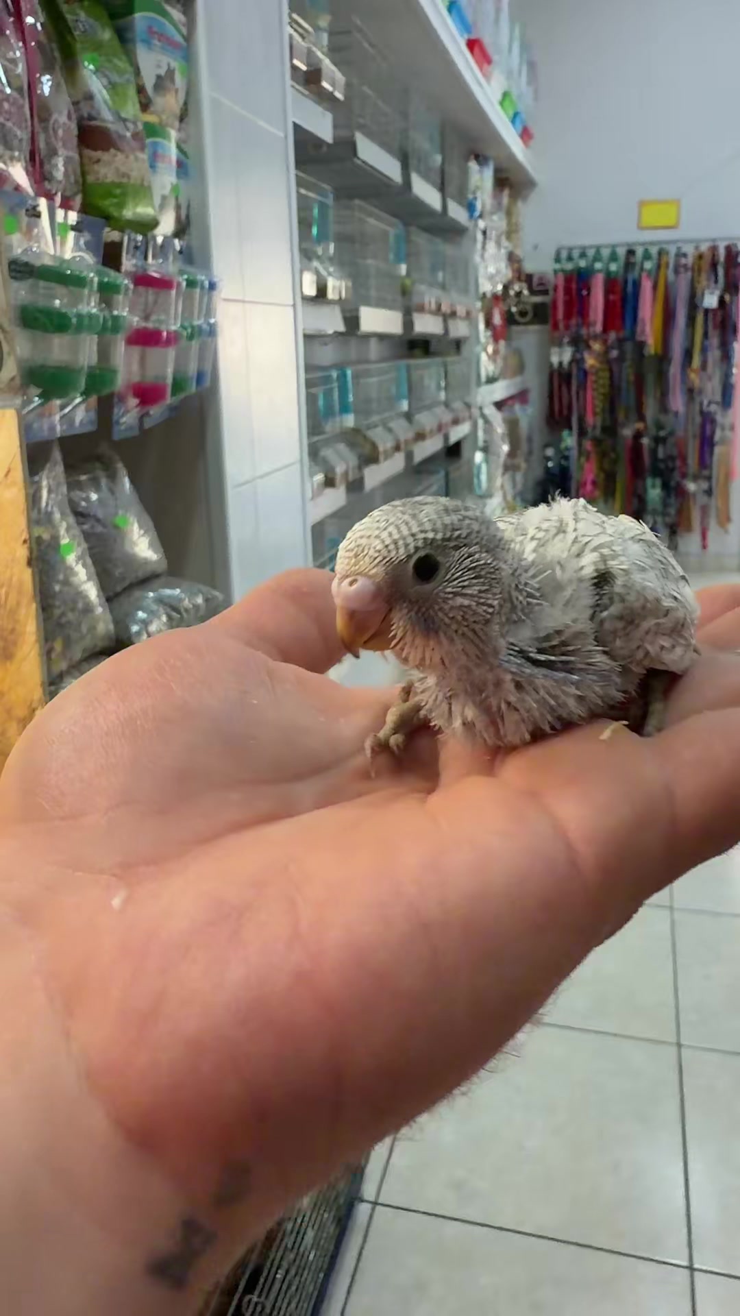 @Baby’s Bird