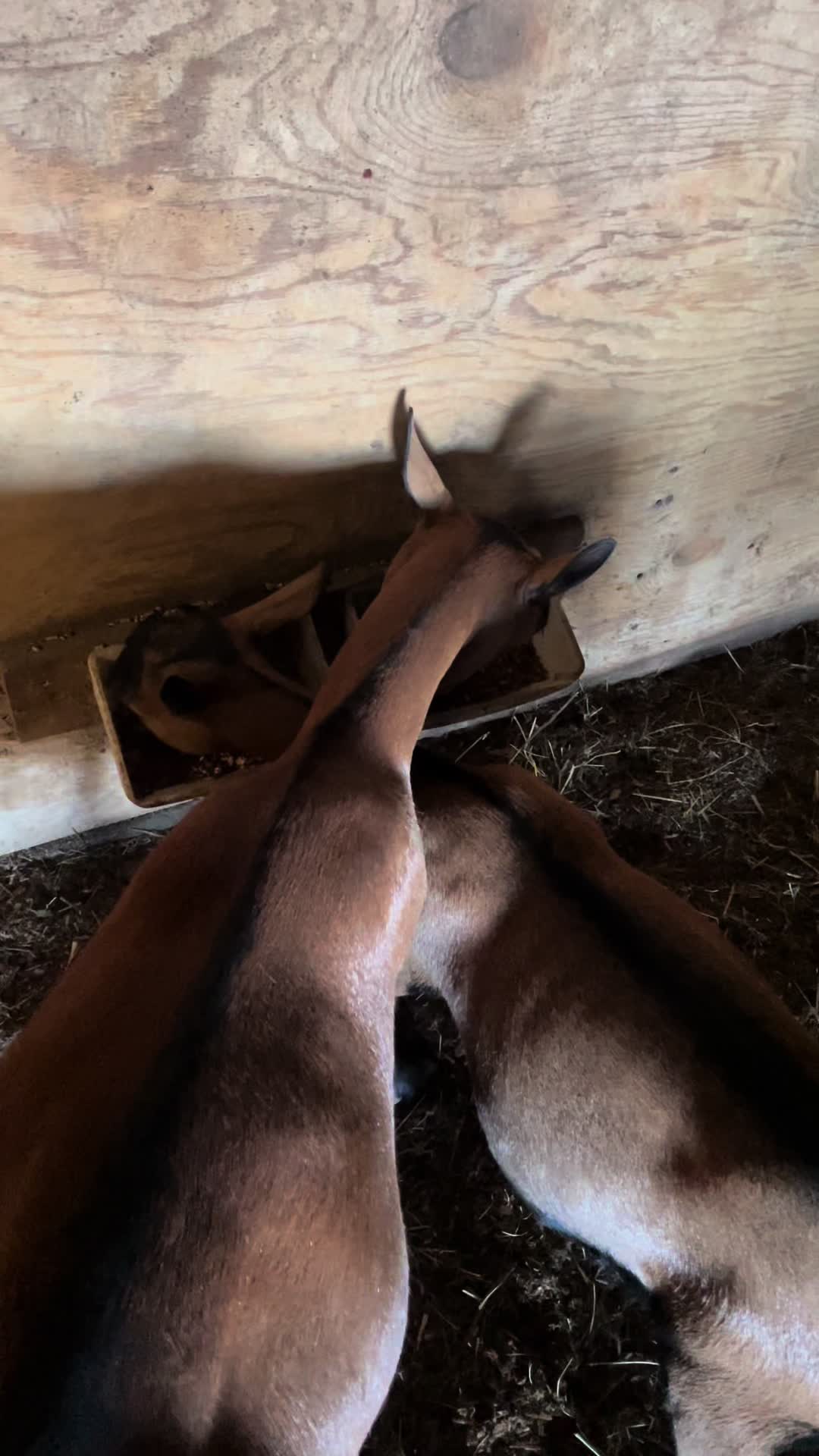 @Maple Leaf Livestock