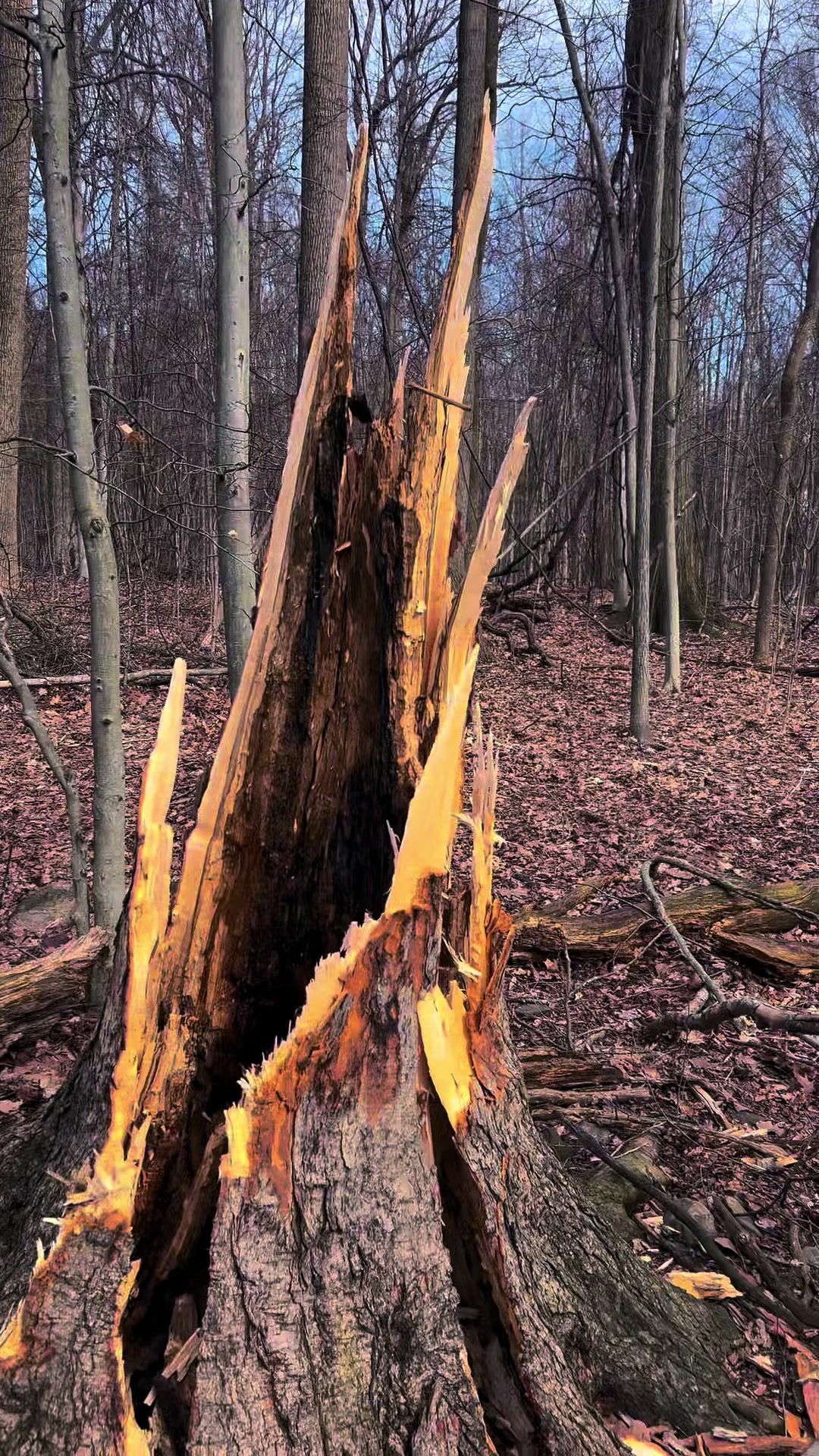 @Daver in the Woods