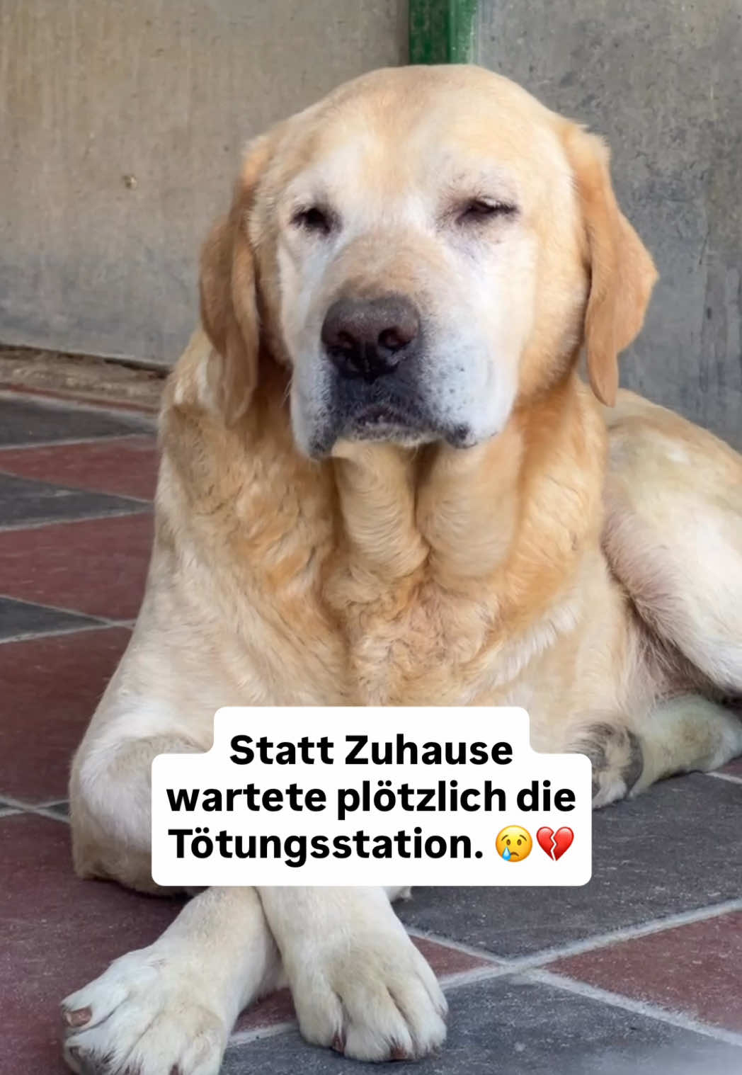 @Tierseelen 🐕