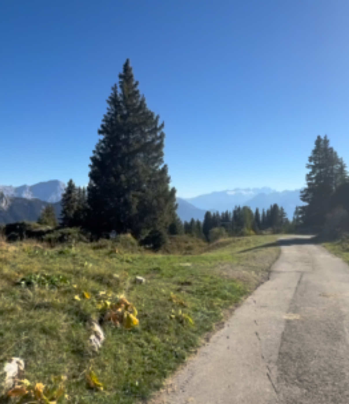 @Schyzo Swiss