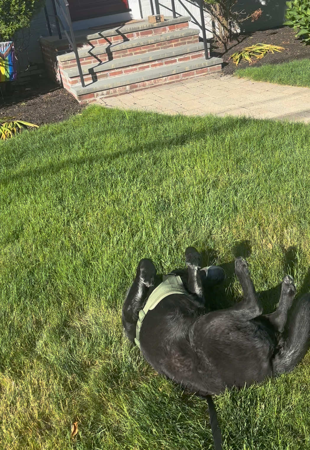 @rubenblacklab