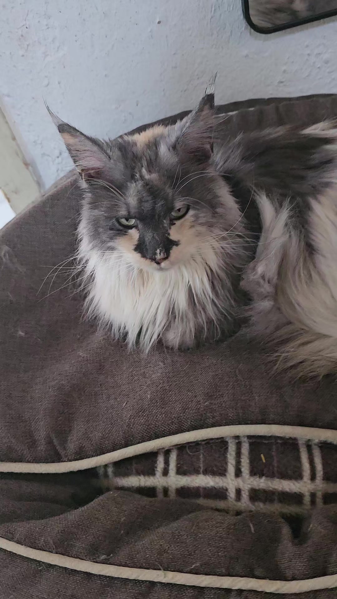@Gentle Nature's Maine Coon