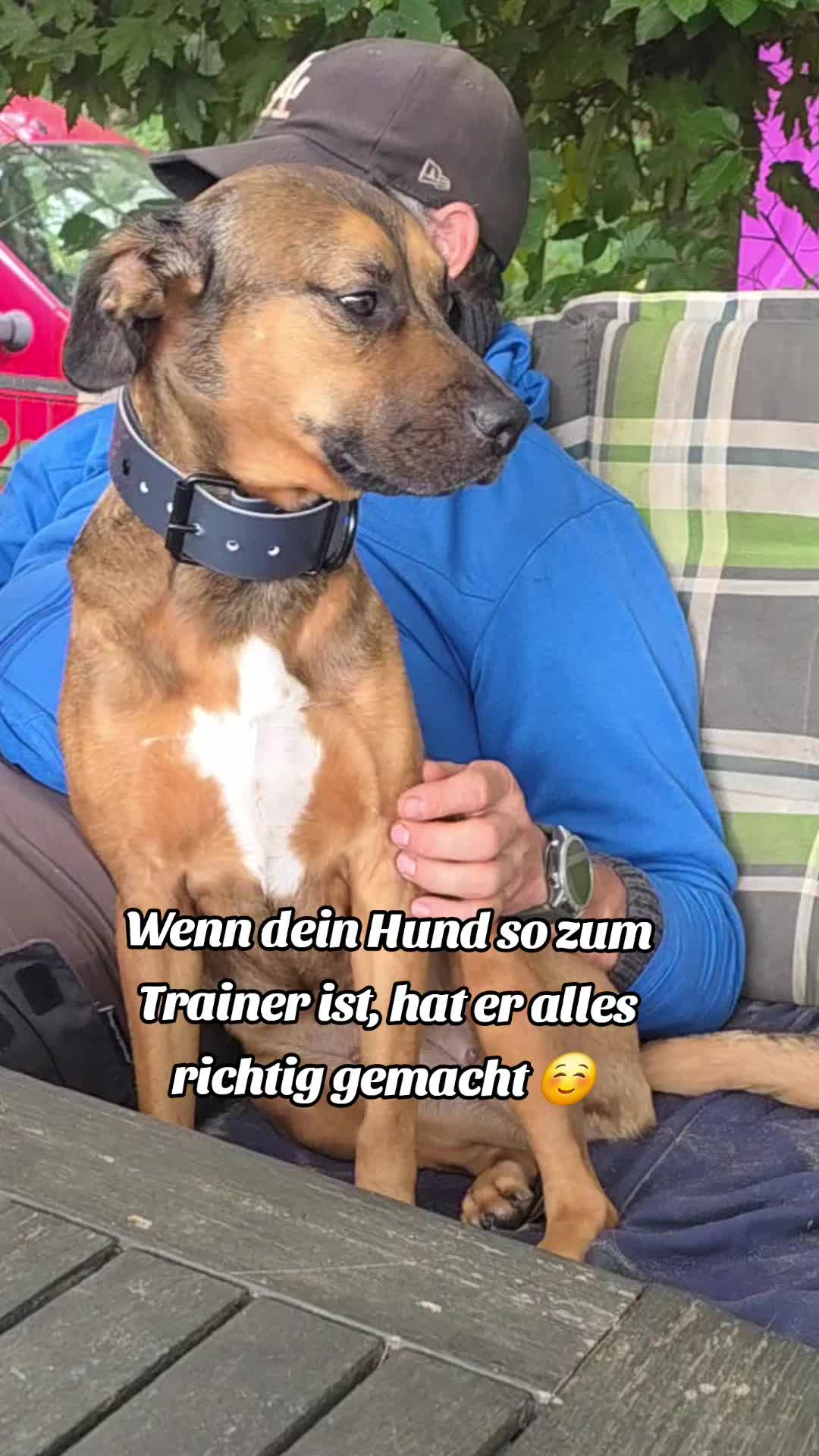 @Staffordshiremix Geschwister🐾