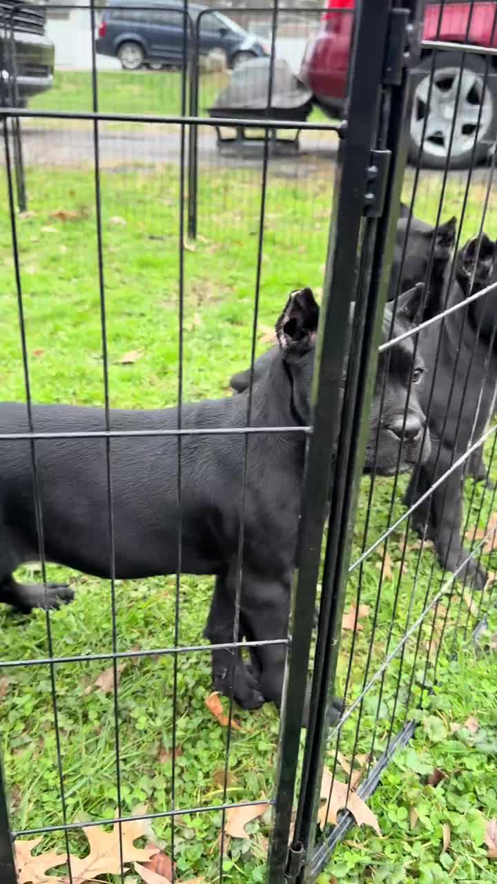 @Cane Corso For Adoption