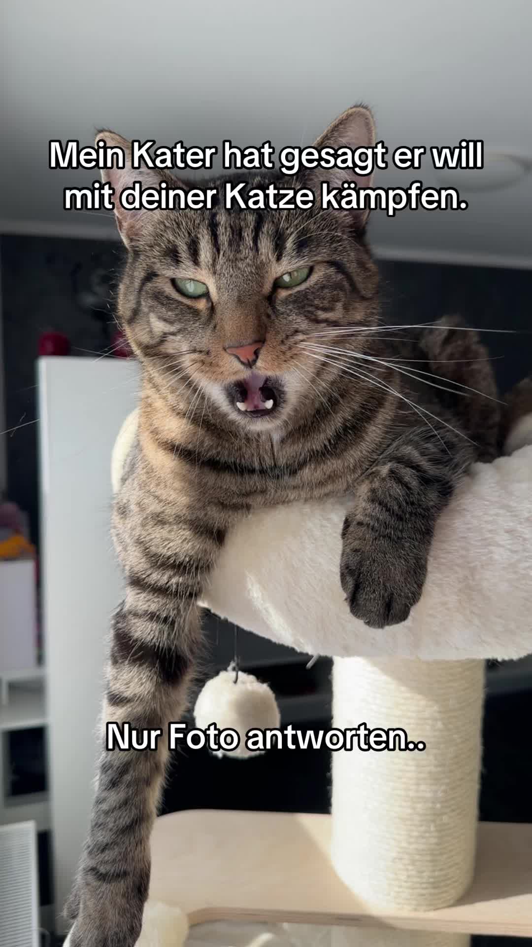 @Happykittycats_