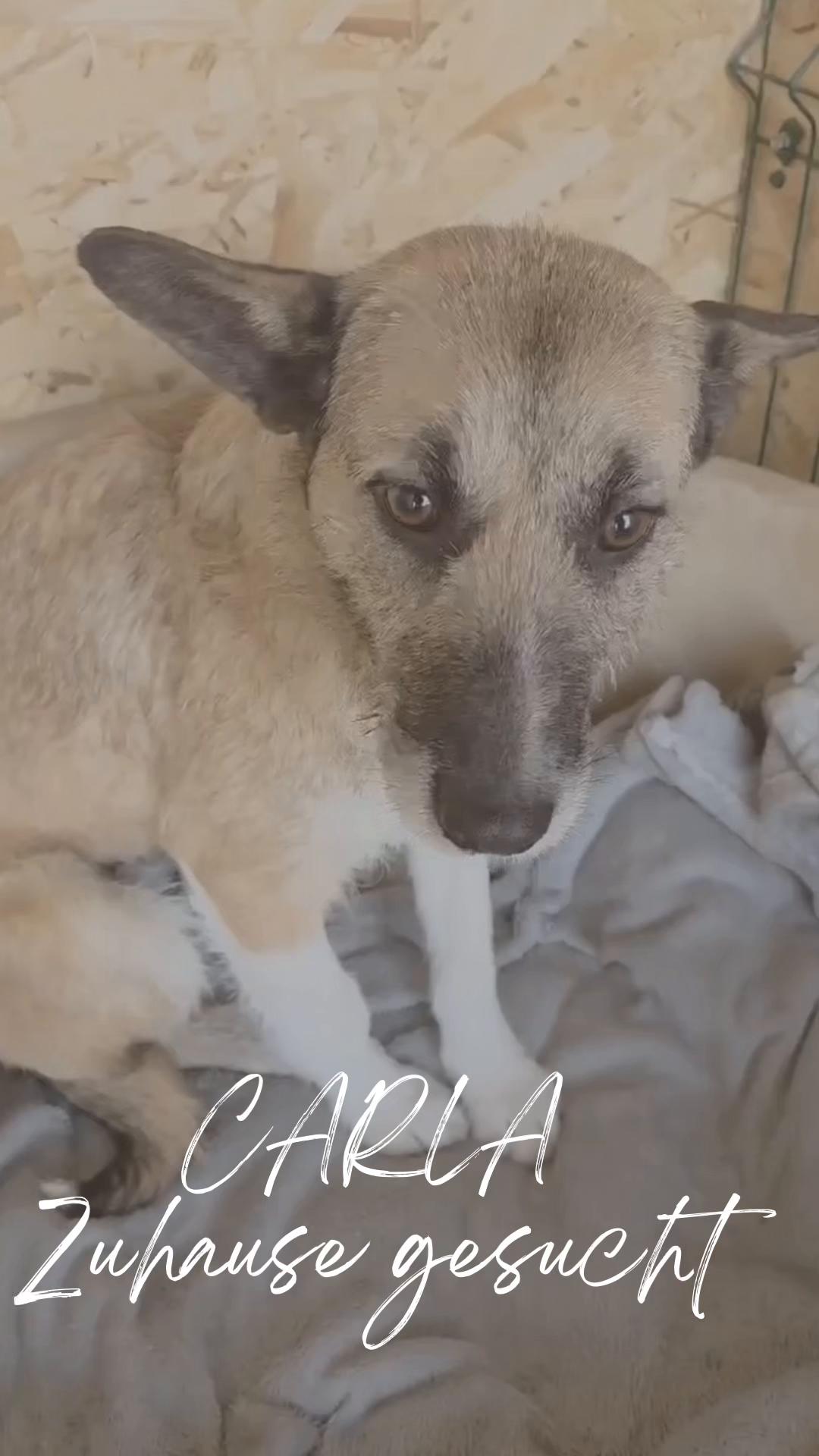 @Hundeherzkommando 🐾