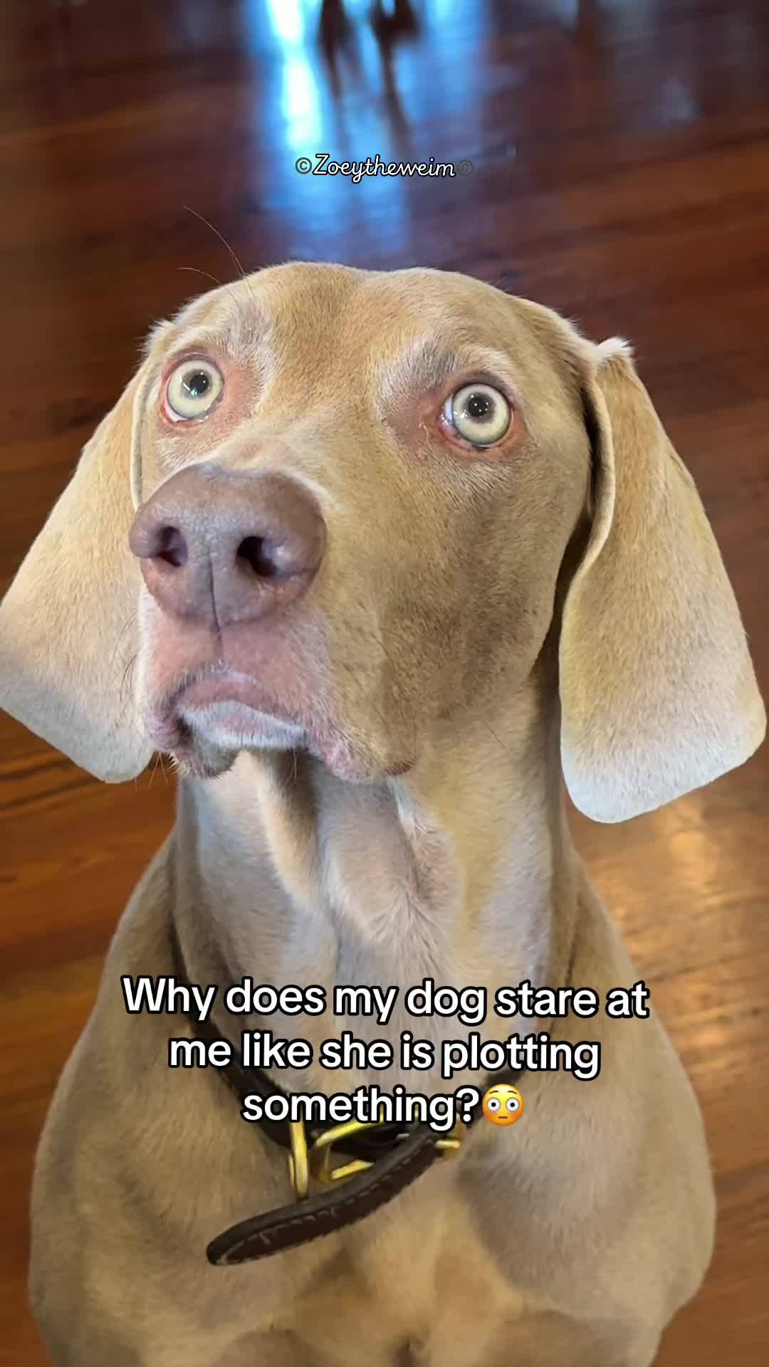@Zoey the Weim