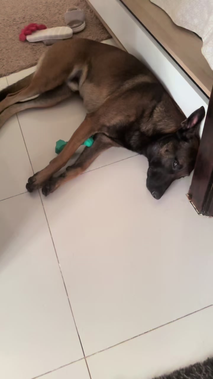 @doglifethailand