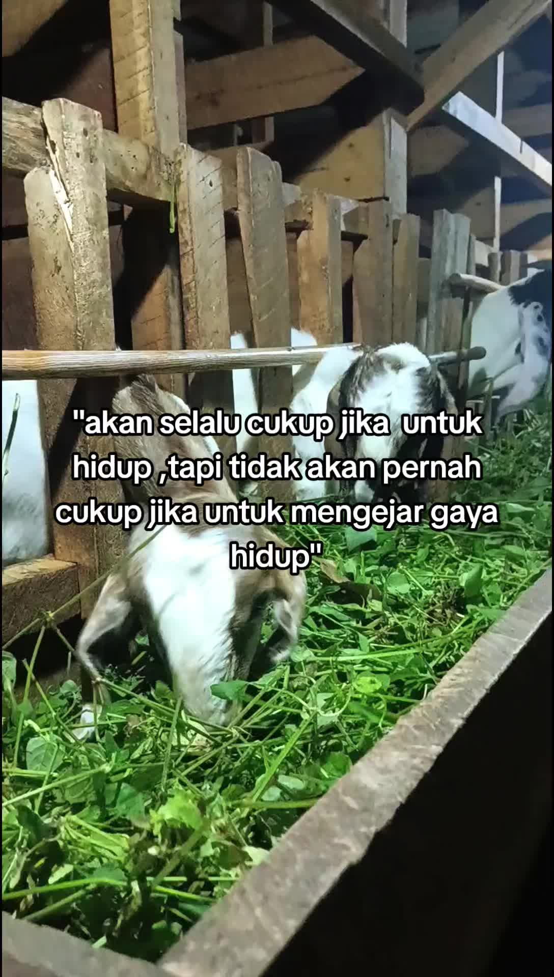 @@mas_farm25