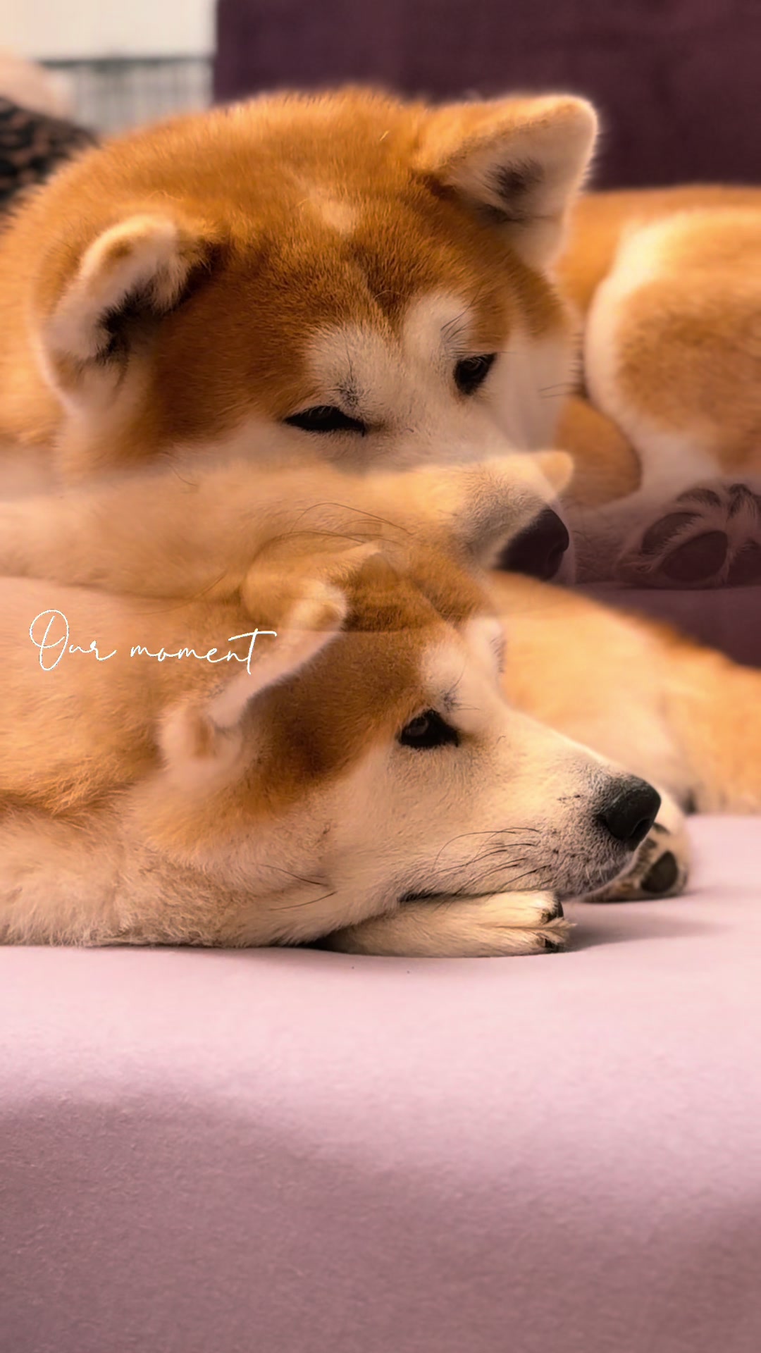 @oh_myakita