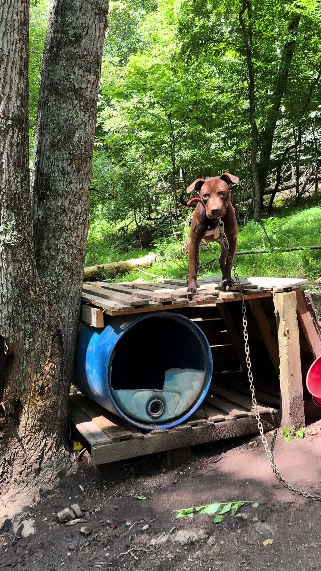 @WorldGoneMadKennels