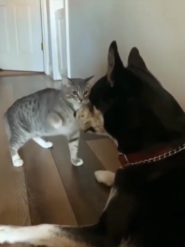 @Pets Giggles