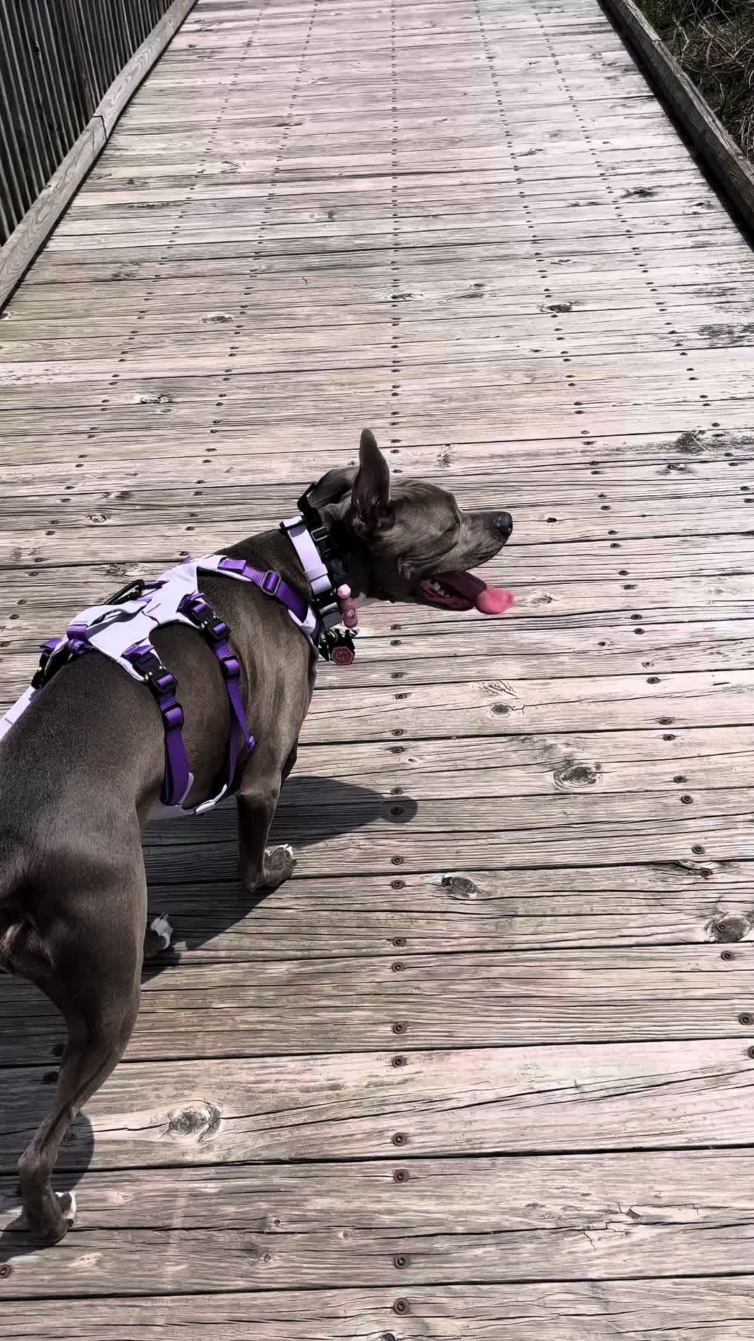 @Ivy the pitty