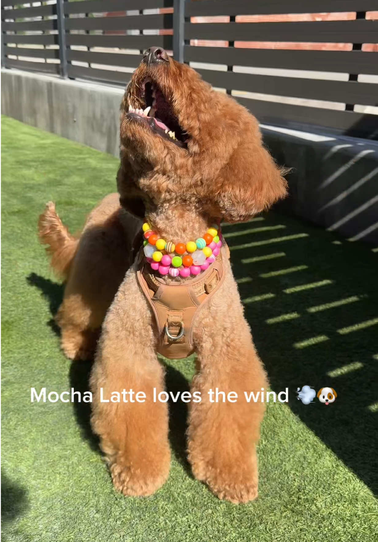 @LA Shay & Mocha Latte ๐ค๐พ