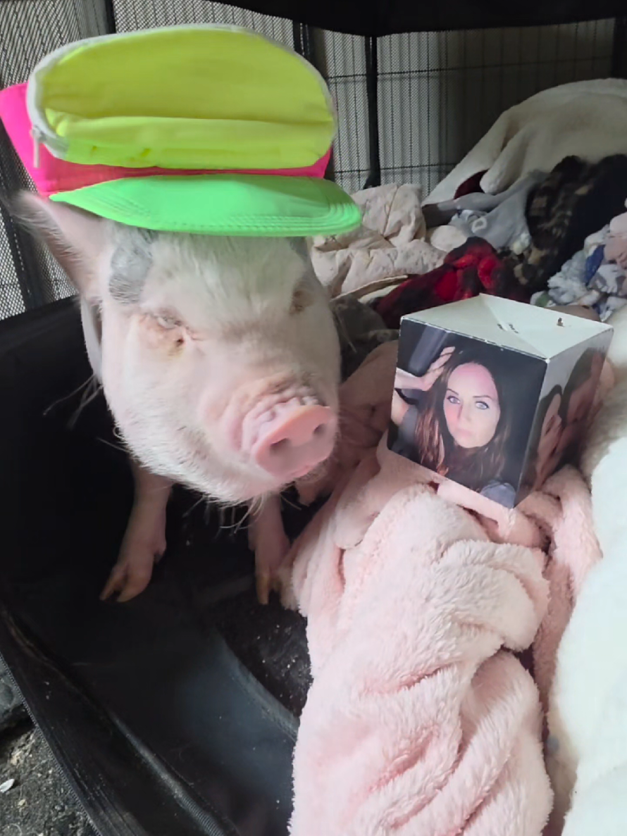 @Miss Piggsy