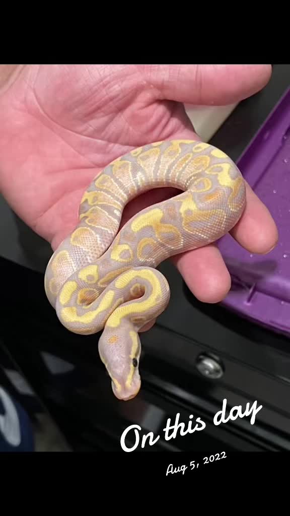 @Sallevallesnakes (jose)