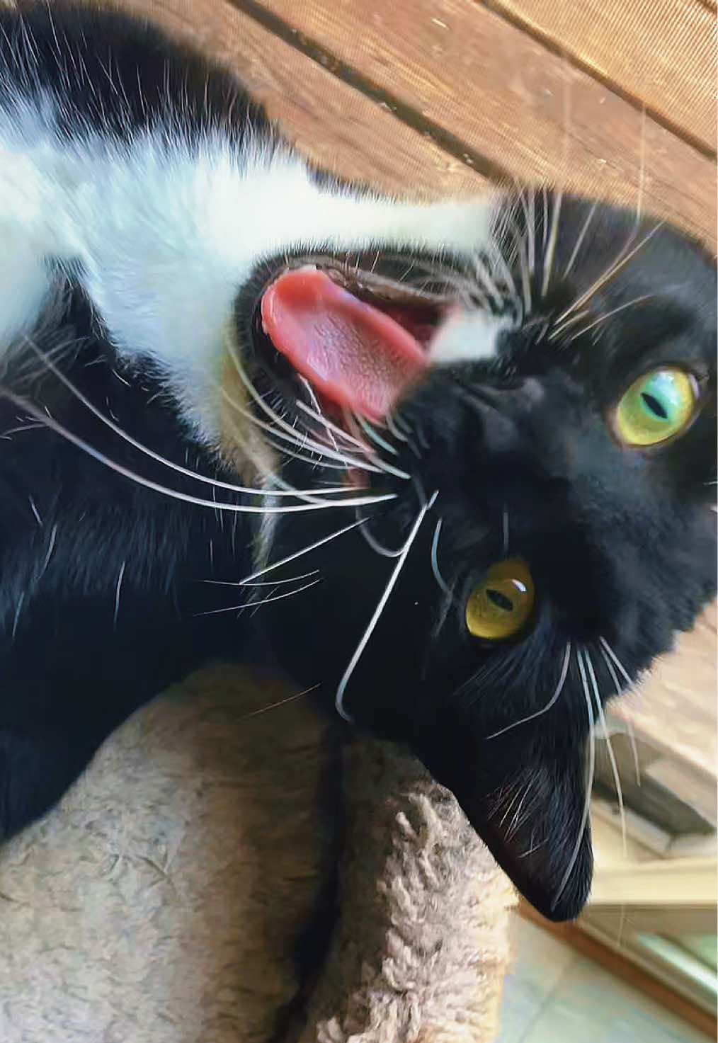 @Brad the CatDad 🐾
