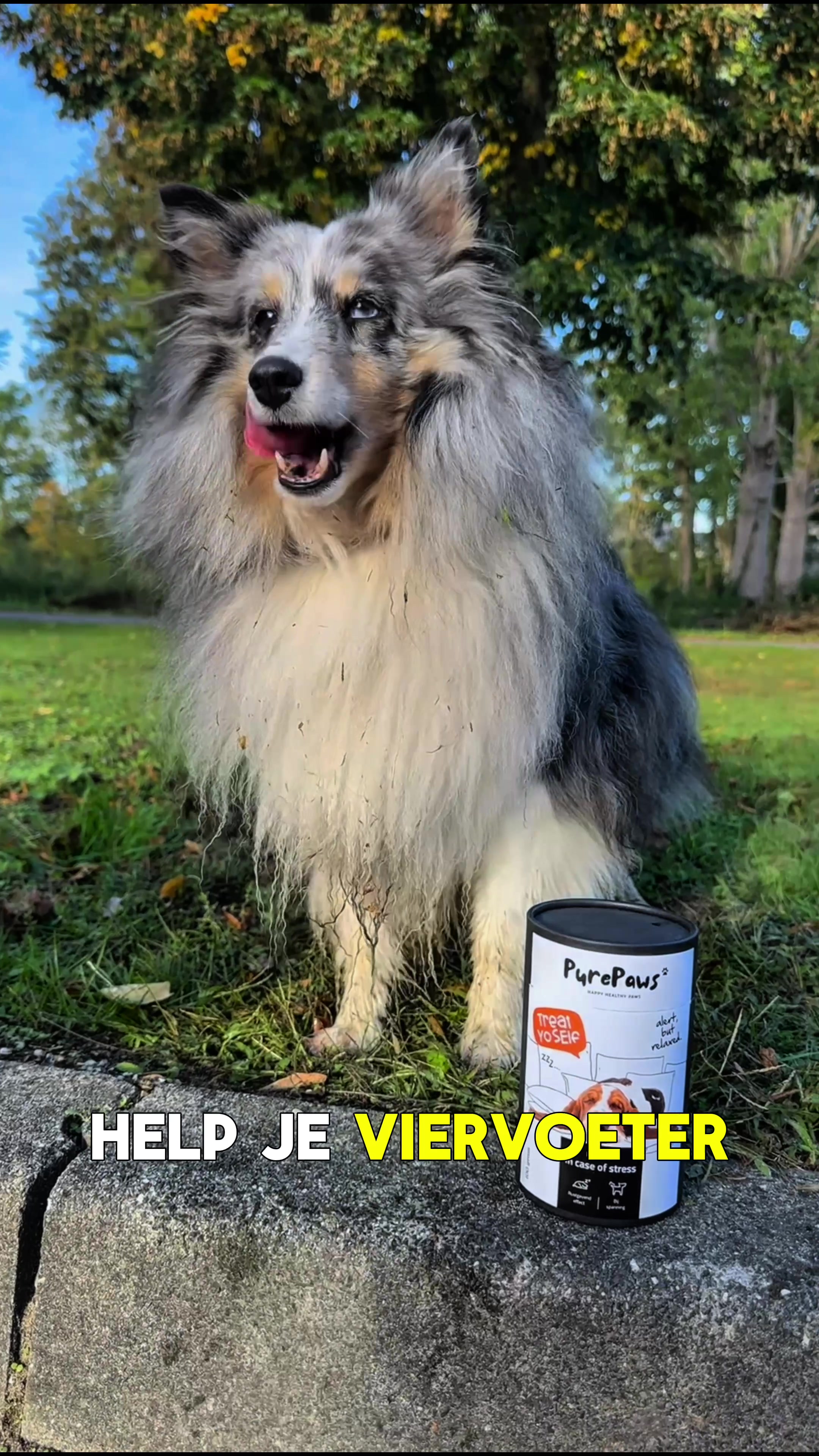 @Pure Paws