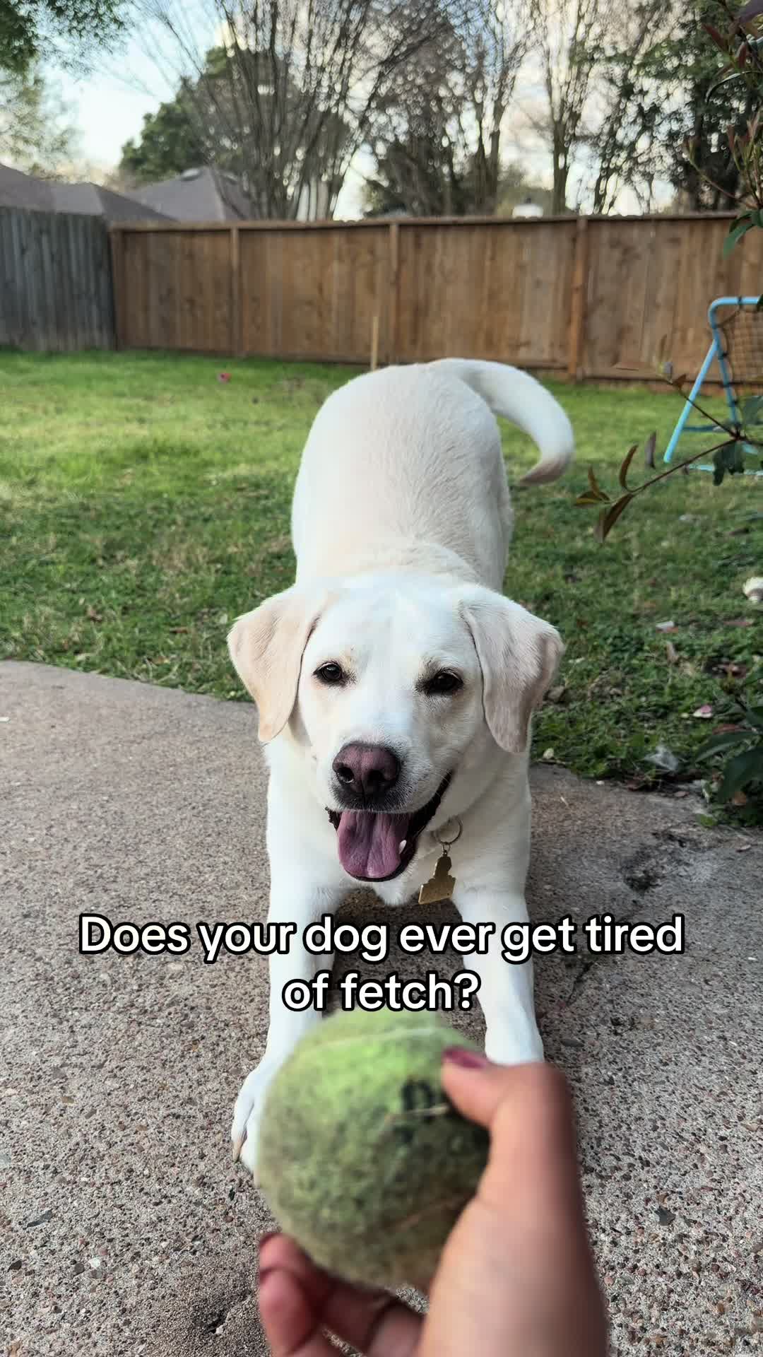@Buddy_the_lab