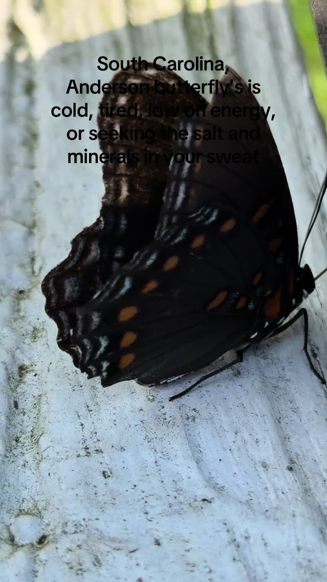 @BLOODSUCKERS333