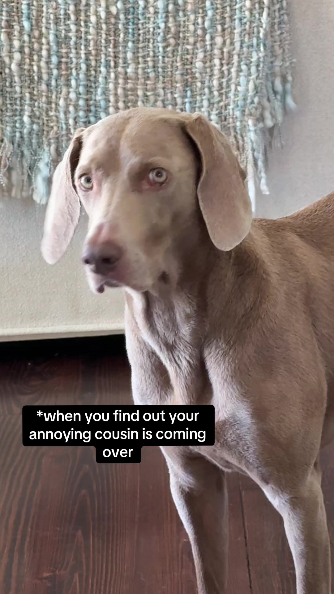 @Zoey the Weim