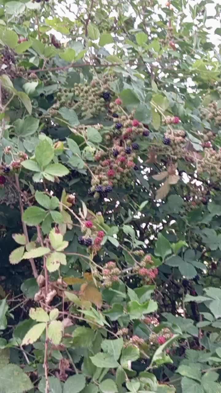 @Uzeyir