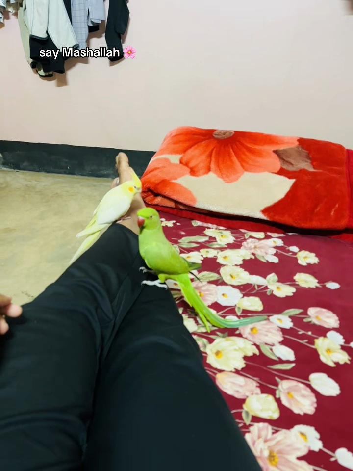 @𝑩𝒊𝒓𝒅𝒔 𝑯𝒐𝒃𝒃𝒚