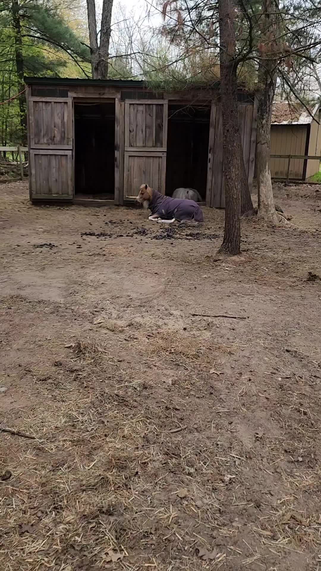 @minihorsemomandtrainer🐴🐴🐴🐴