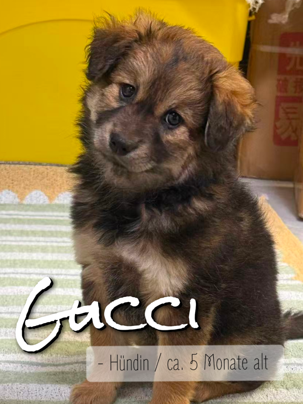 @Bao_En_Temple_animalrescue