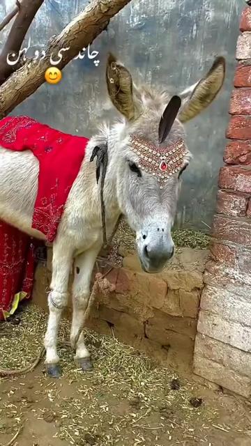 @Kashif bhatti Mandi alla
