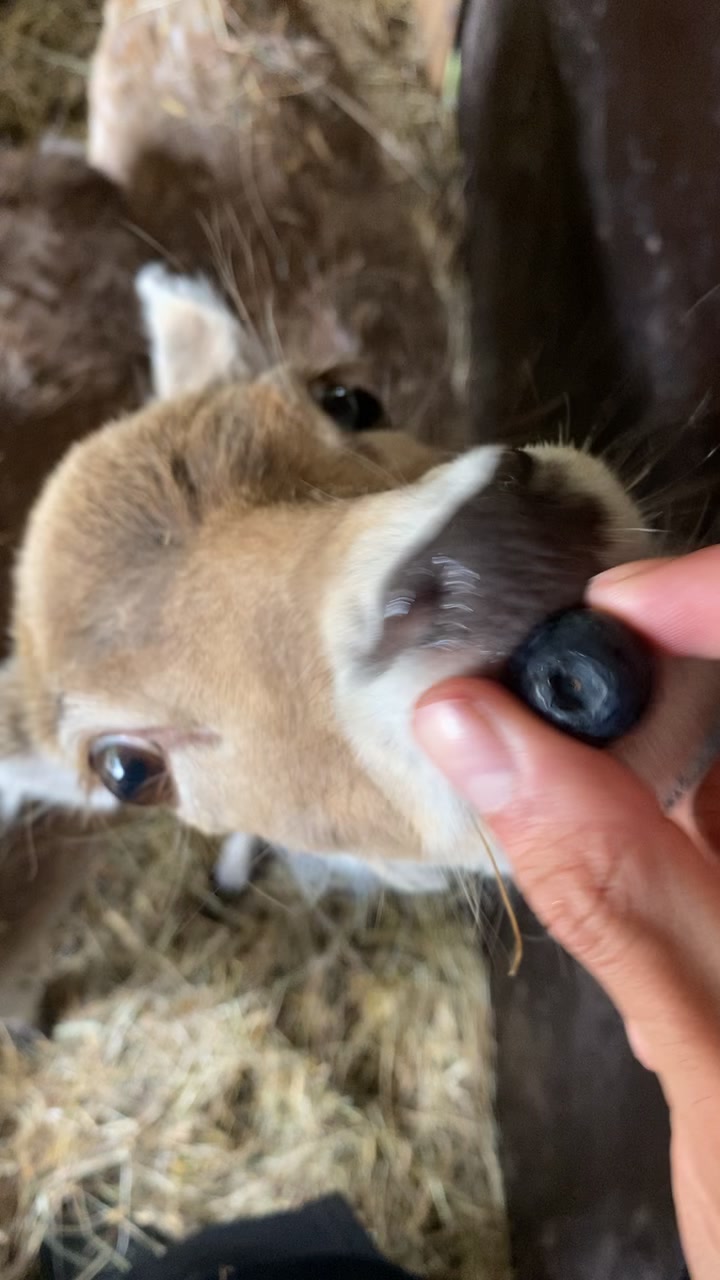 @Boo__Farm