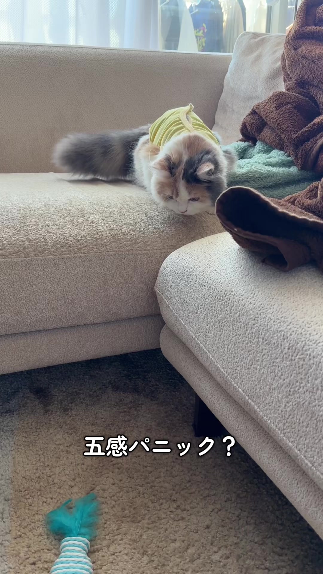 @ねこ日記