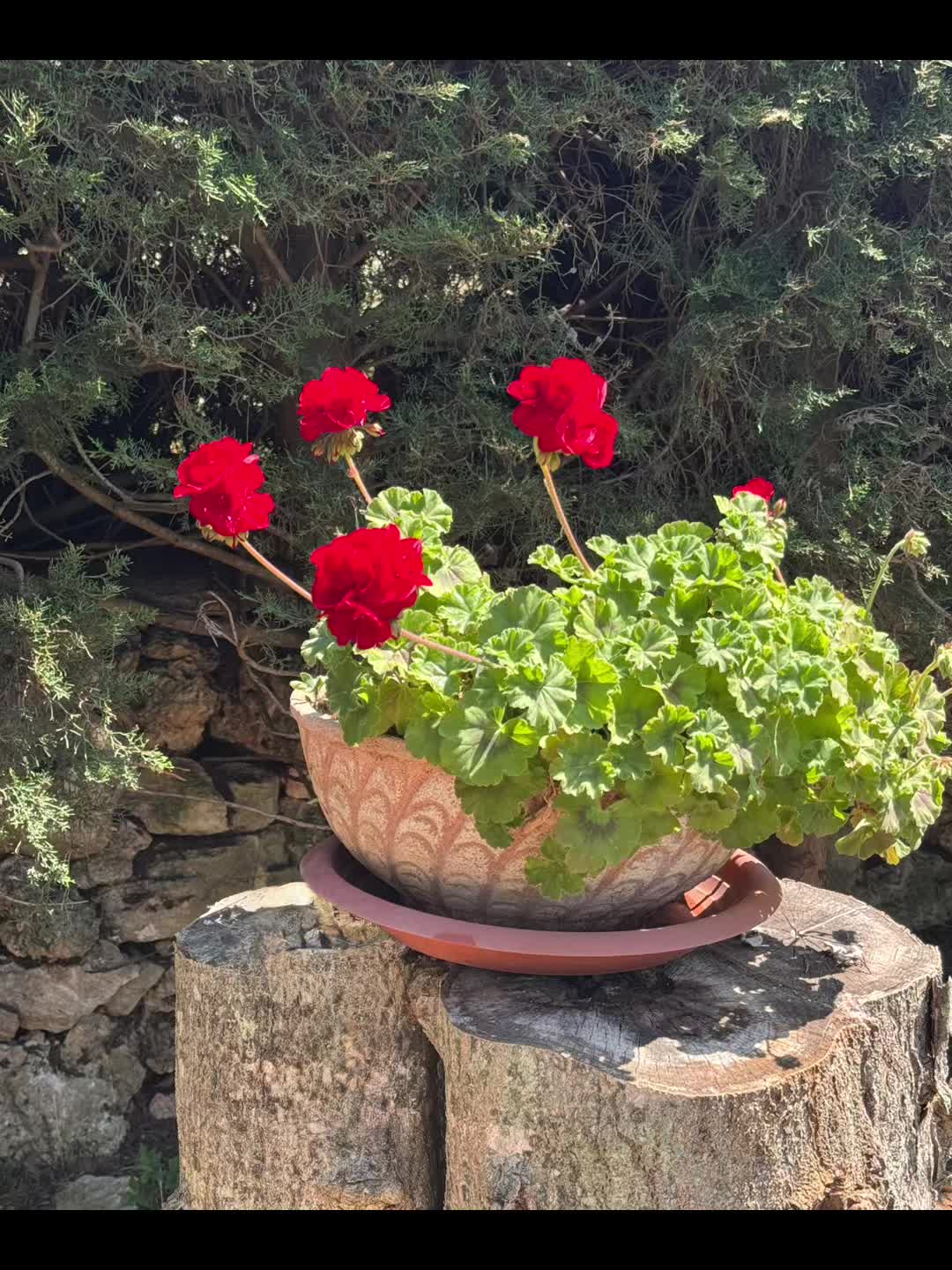 @Francesca93 🐈⬛🦋🌷