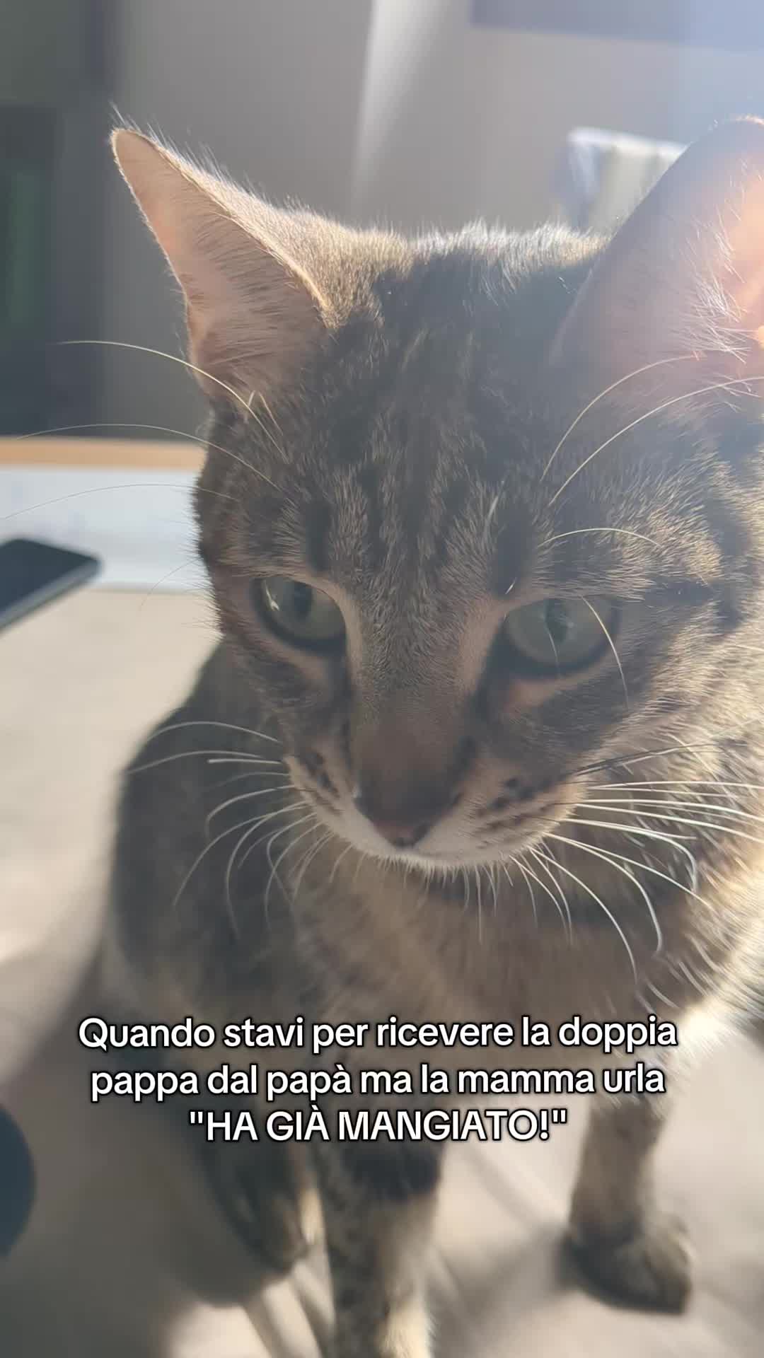 @Lello The Cat