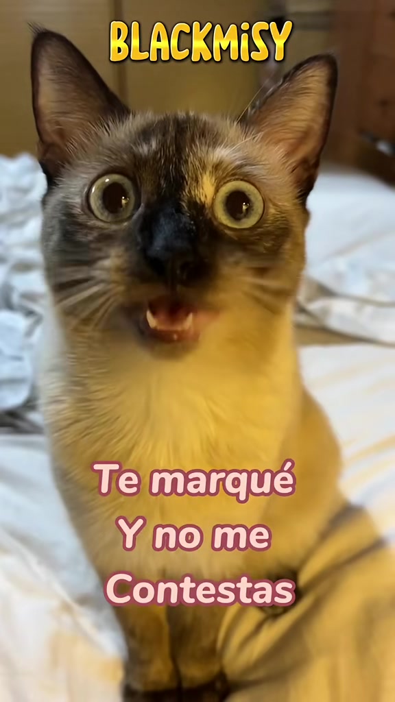 @BlackMisy